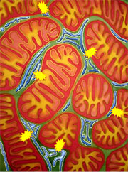 Mitochondria (orange) in close contact with endoplasmic reticulum. The flashes are the localized release of calcium through the IP3 receptor from the endoplasmic reticulum that is taken up by mitochondria to promote the production of ATP. The image is modified from the original artwork of Odra Noel, with her permission (http://www.odranoel.eu).
